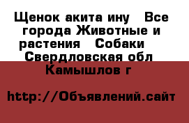 Щенок акита ину - Все города Животные и растения » Собаки   . Свердловская обл.,Камышлов г.